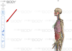 ZygoteBody — інтерактивний 3D-атлас людського тіла